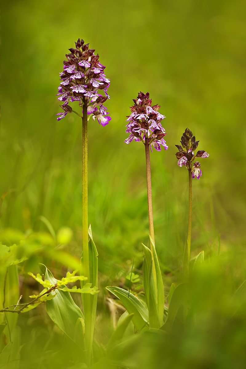 Orchis purpurea 5
