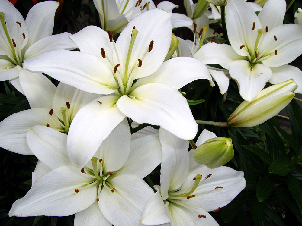 White Lilies