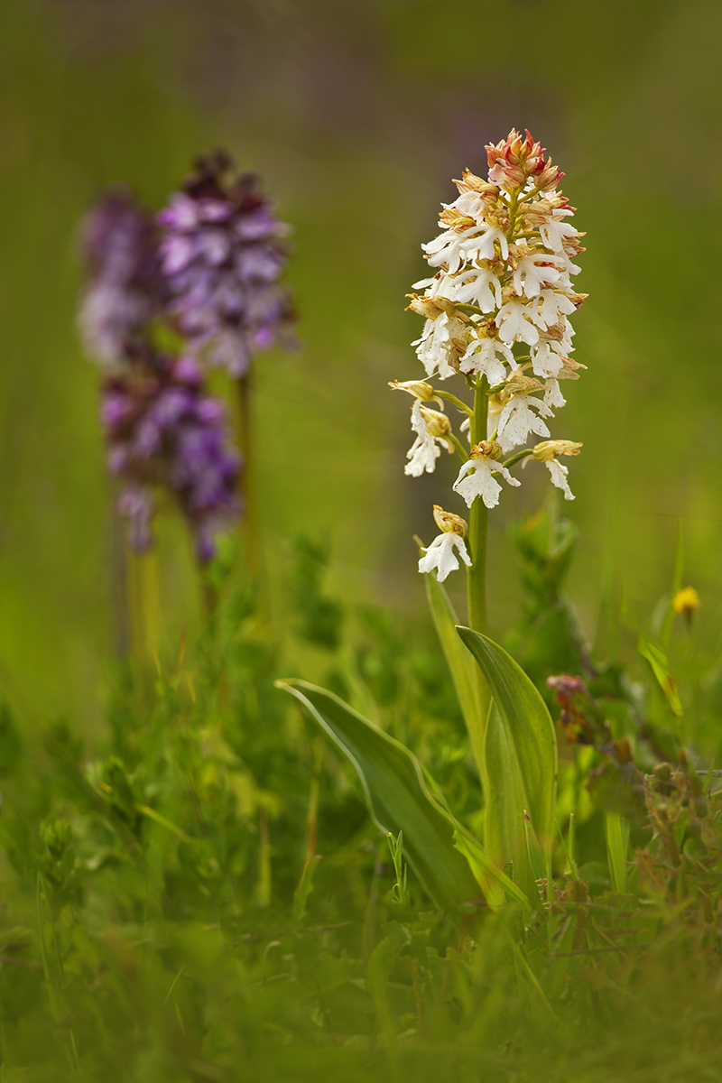 Orchis purpurea apocromatica