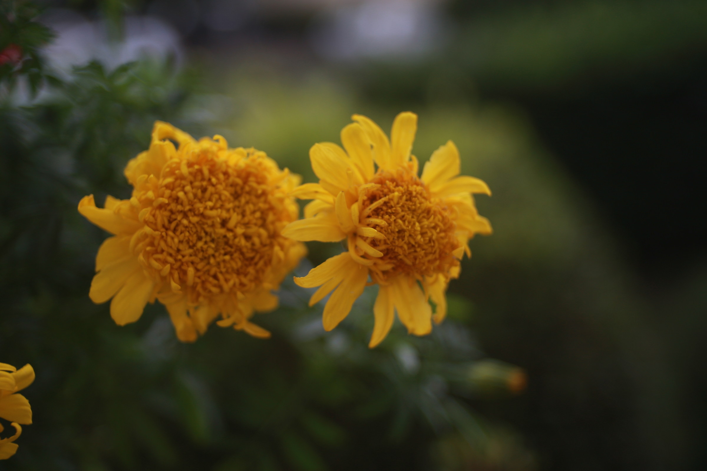 flektagon 2.4 35mm Carl Zeiss Jena