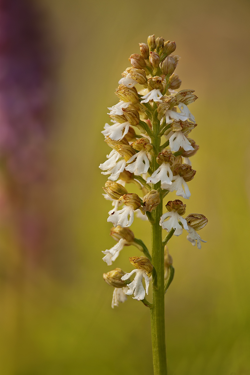 Orchis purpurea apocromatica 2