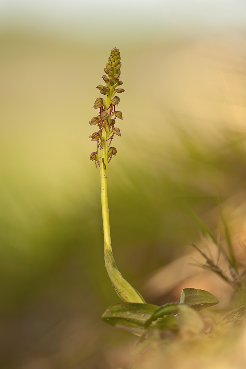 Orchis antropophora