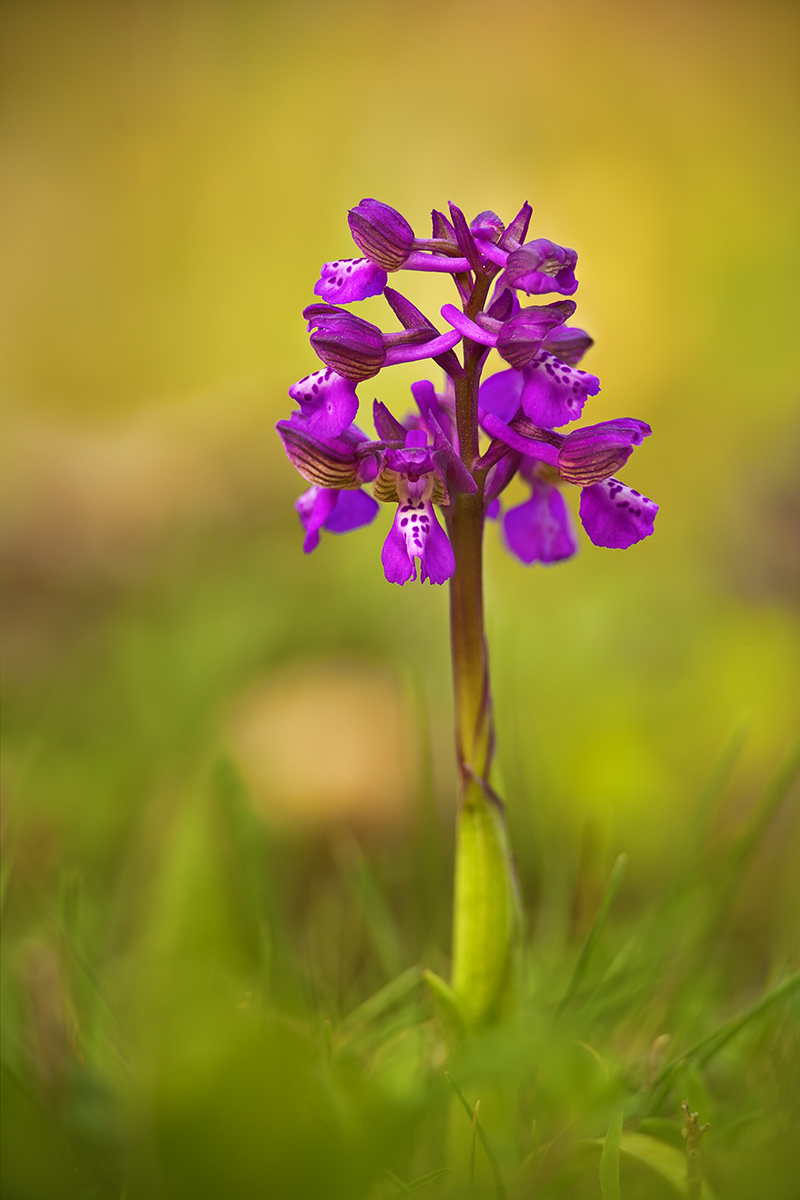 Orchis morio