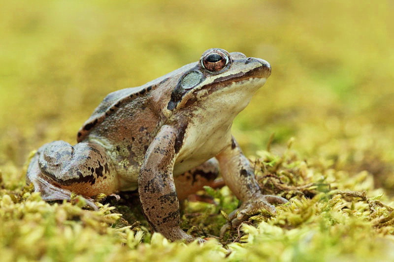 Agile rana Rana dalmatina