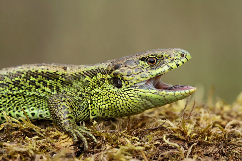 Sand lizard Lacerta agilis