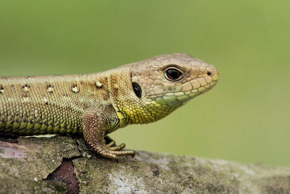 Sand lizard Lacerta agilis