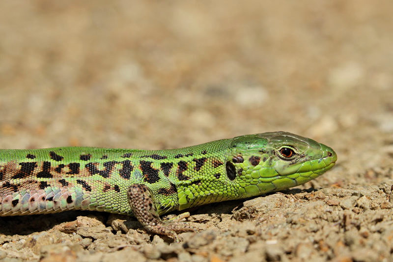 Balkan wall lizard Podarcis tauricus ionica