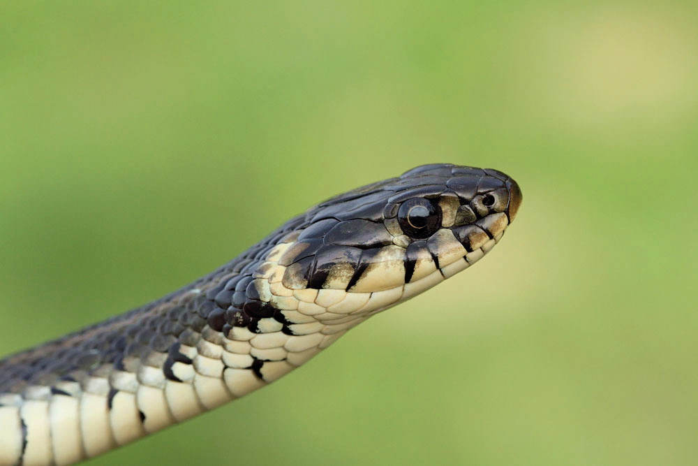 Grass snake Natrix natrix