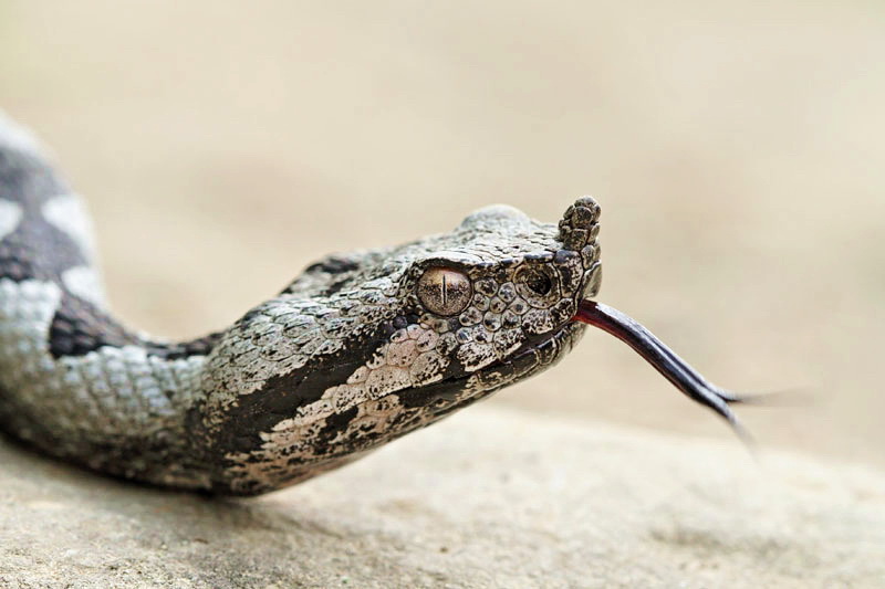 Nose-horned viper Vipera ammodytes
