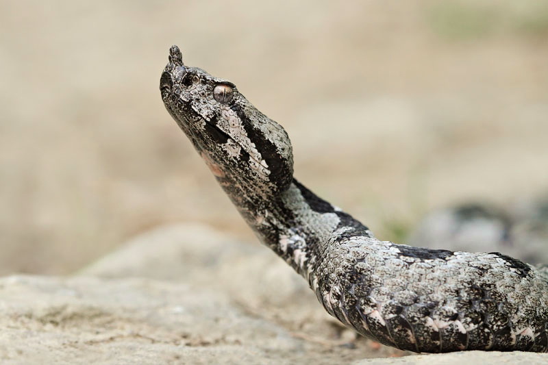 Nose-horned viper Vipera ammodytes