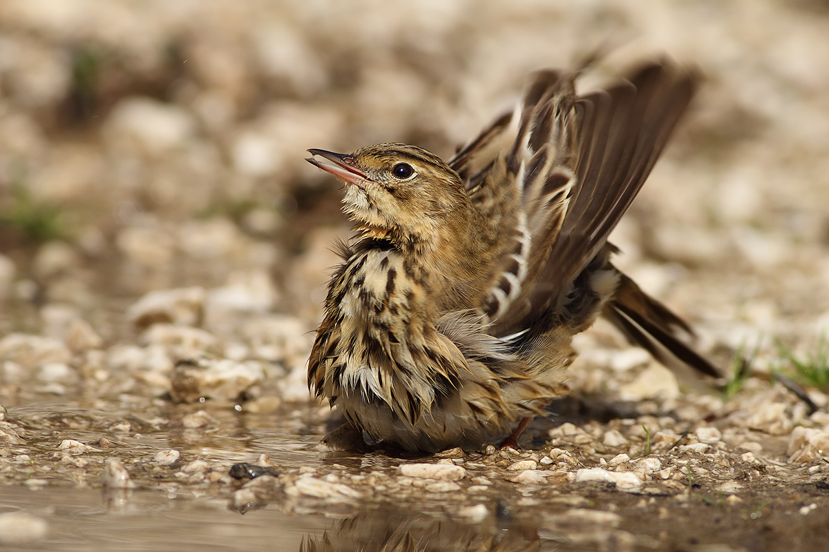 Bath of tree pipit
