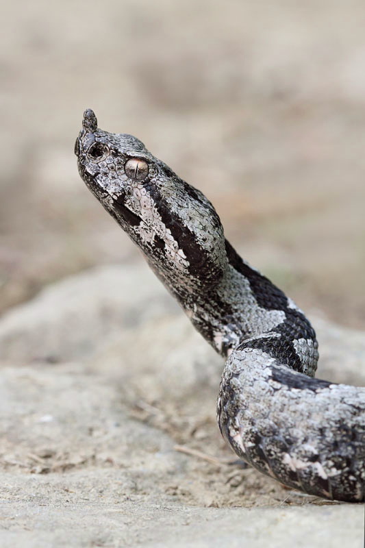 Nose-horned viper Vipera ammodytes