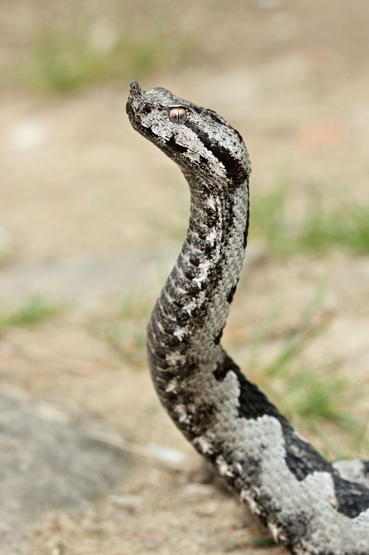 Nose-horned viper Vipera ammodytes