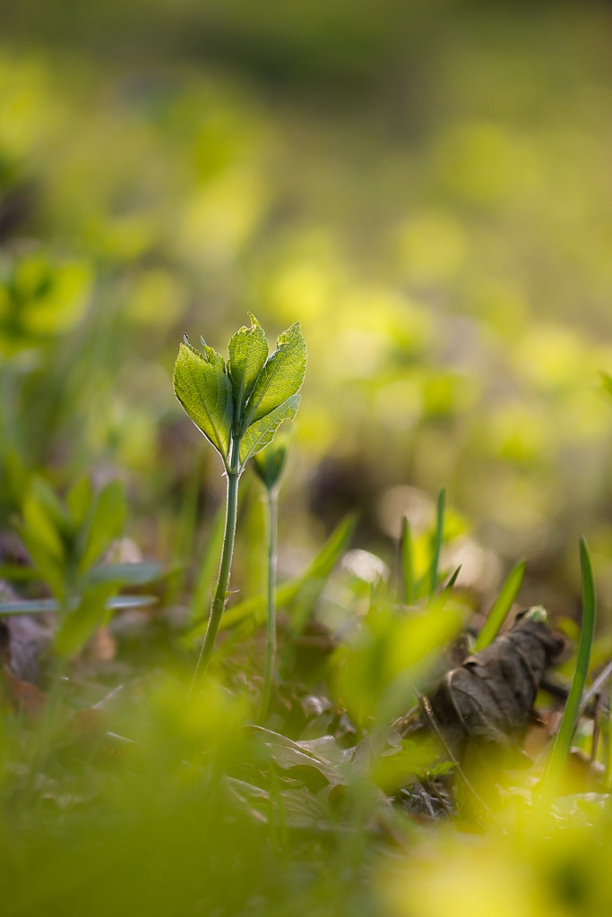Late afternoon light