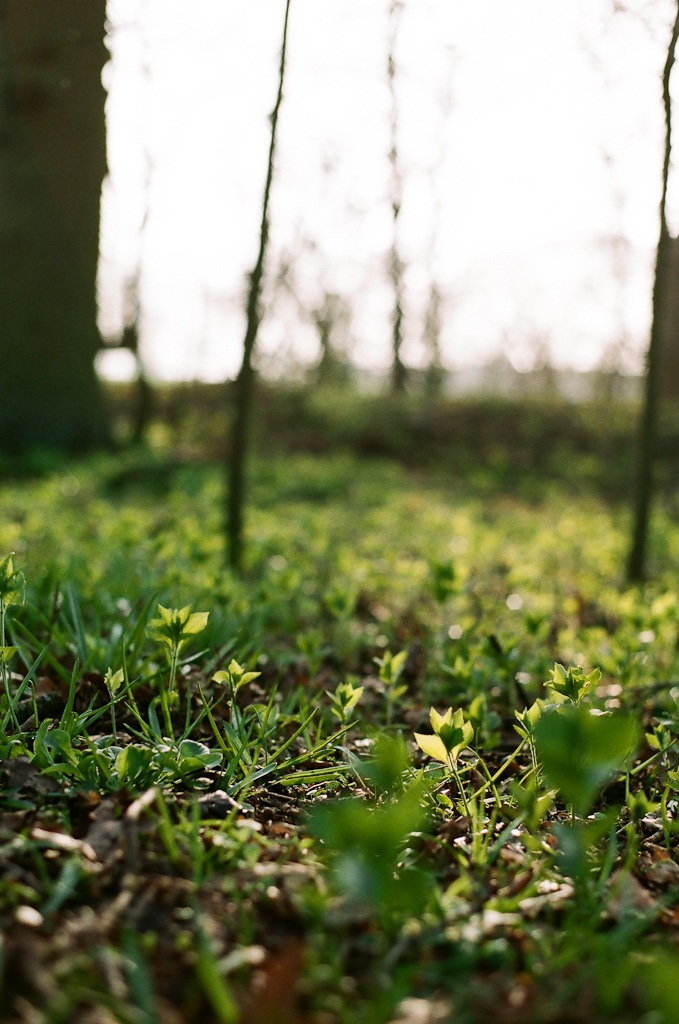 Late afternoon light (2)