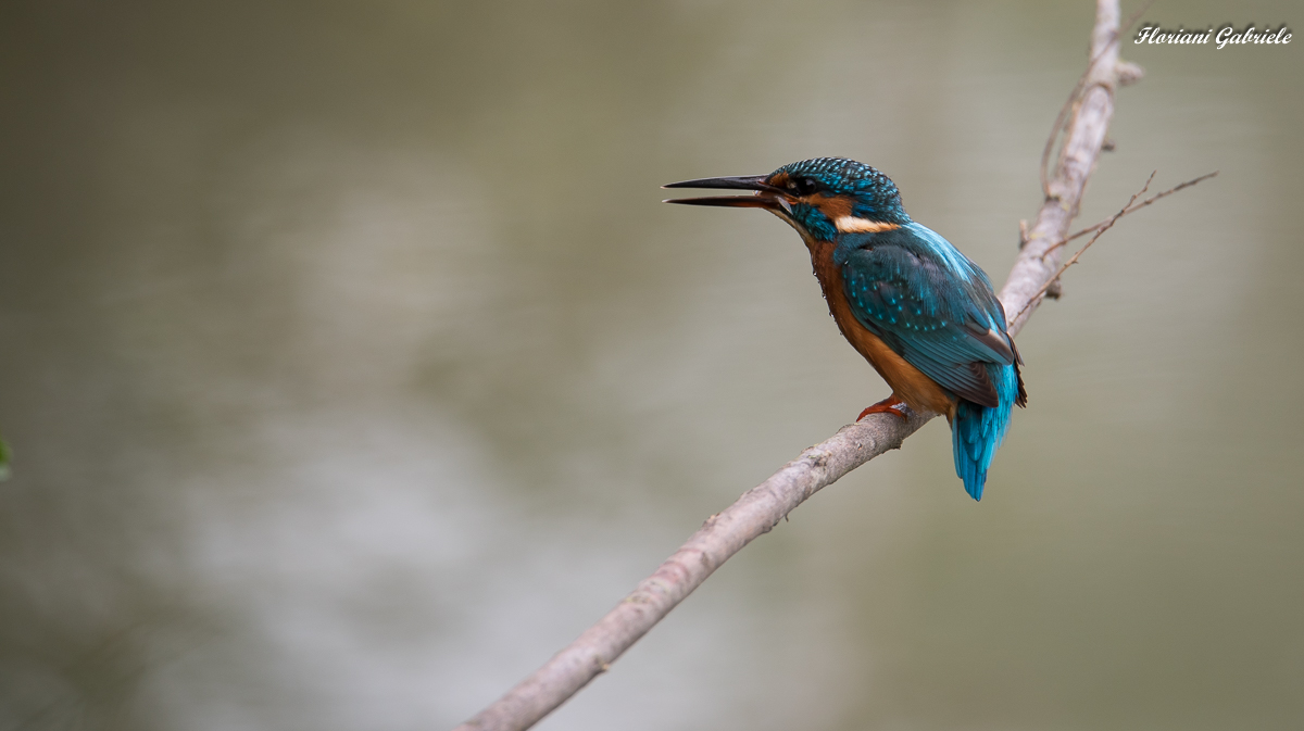 Kingfisher