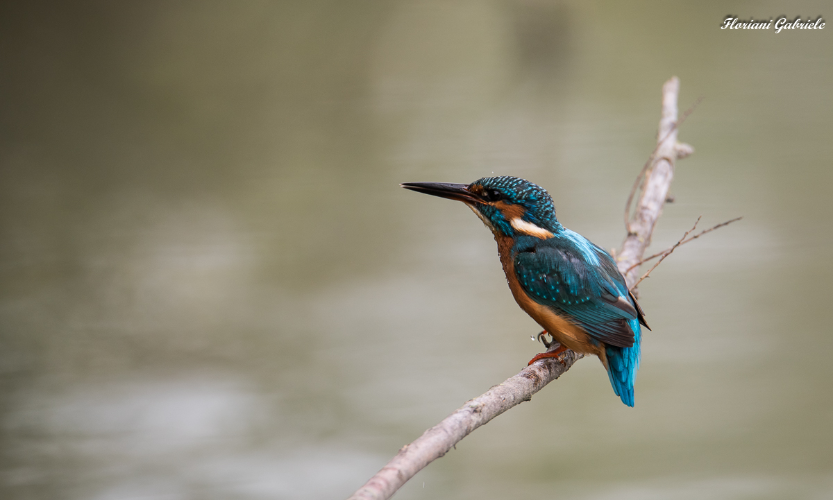 Kingfisher