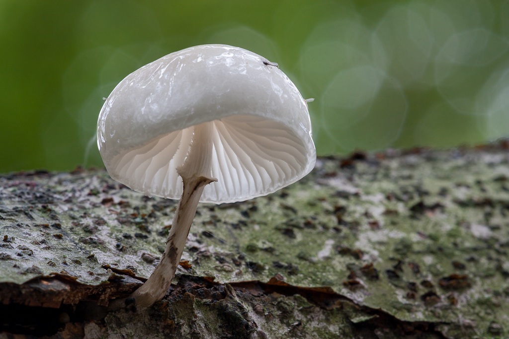Porcelain fungus, Oudemansiella mucida