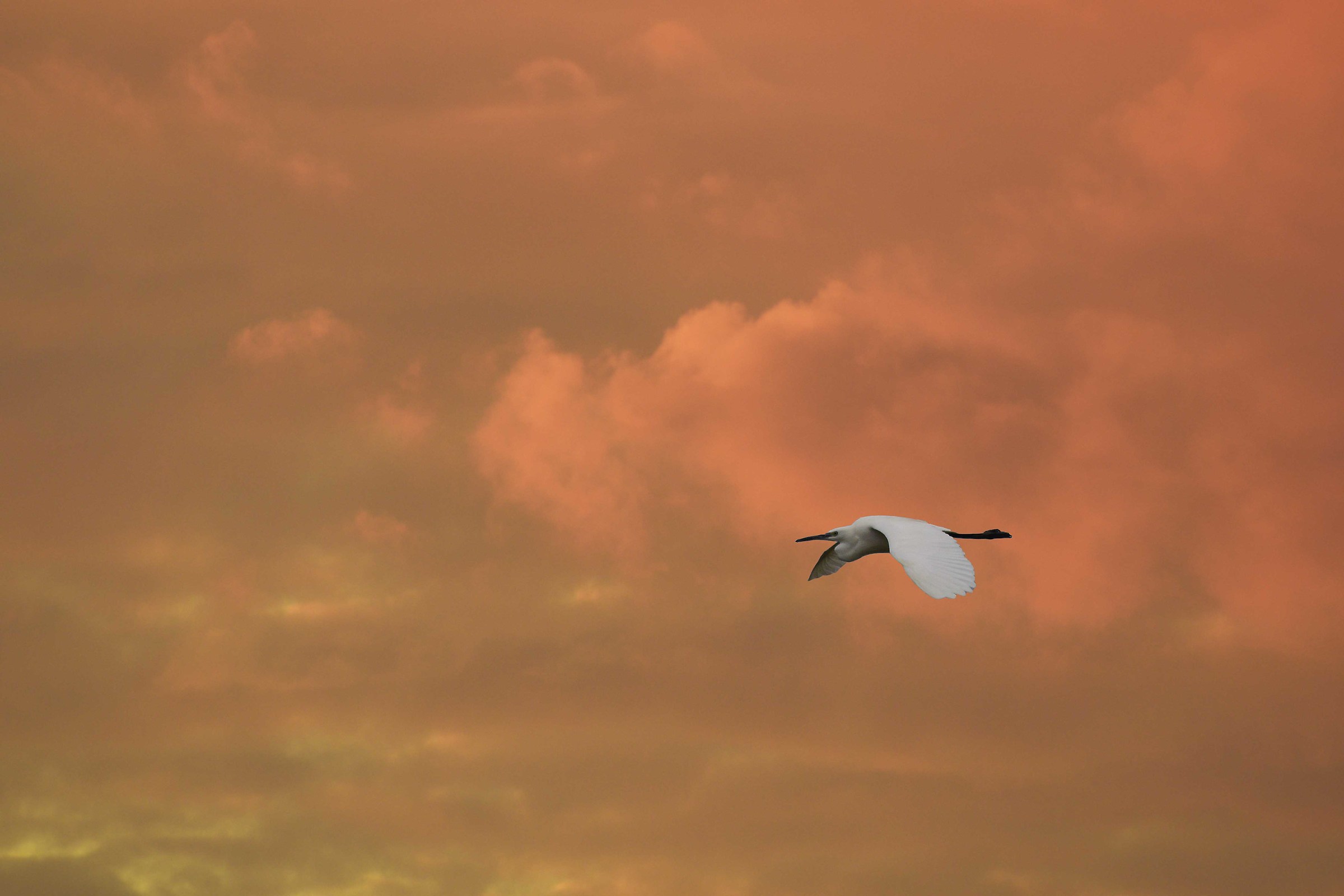 flying into the sunset