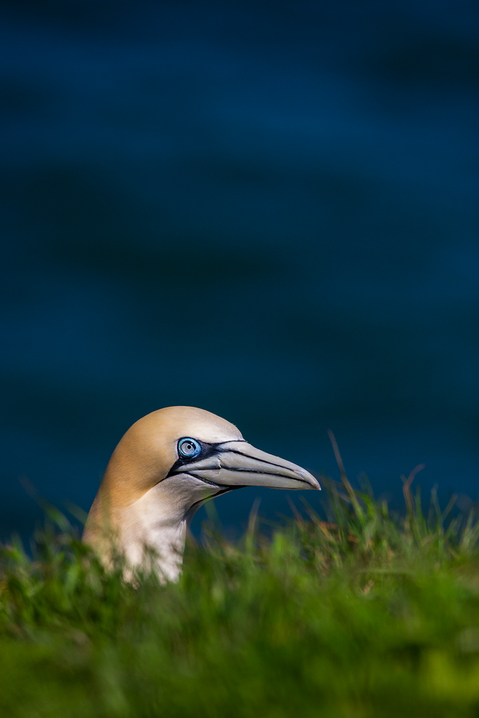 Gannet