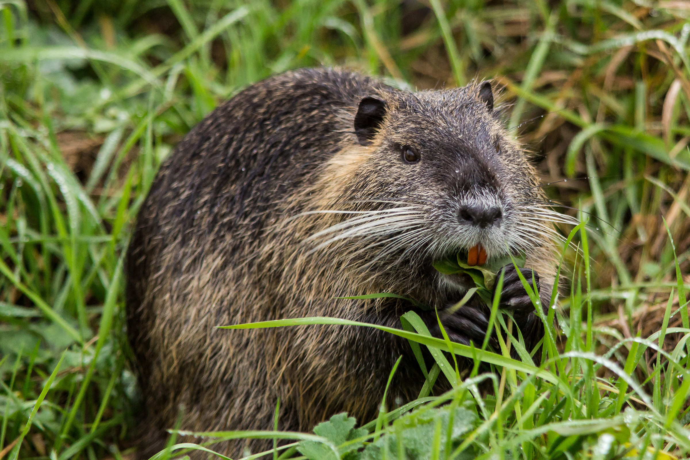 nutria