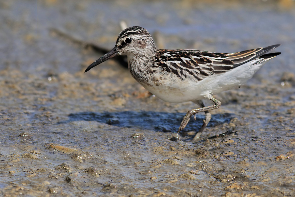 Broad-billed sandpiper