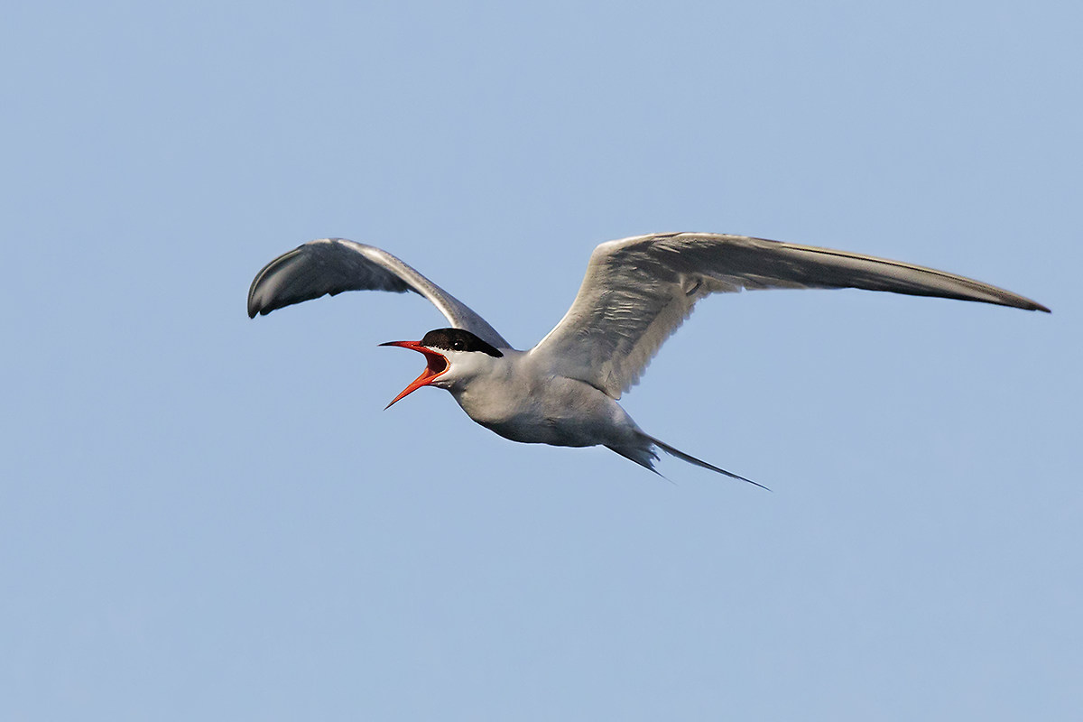 Tern - flight threat