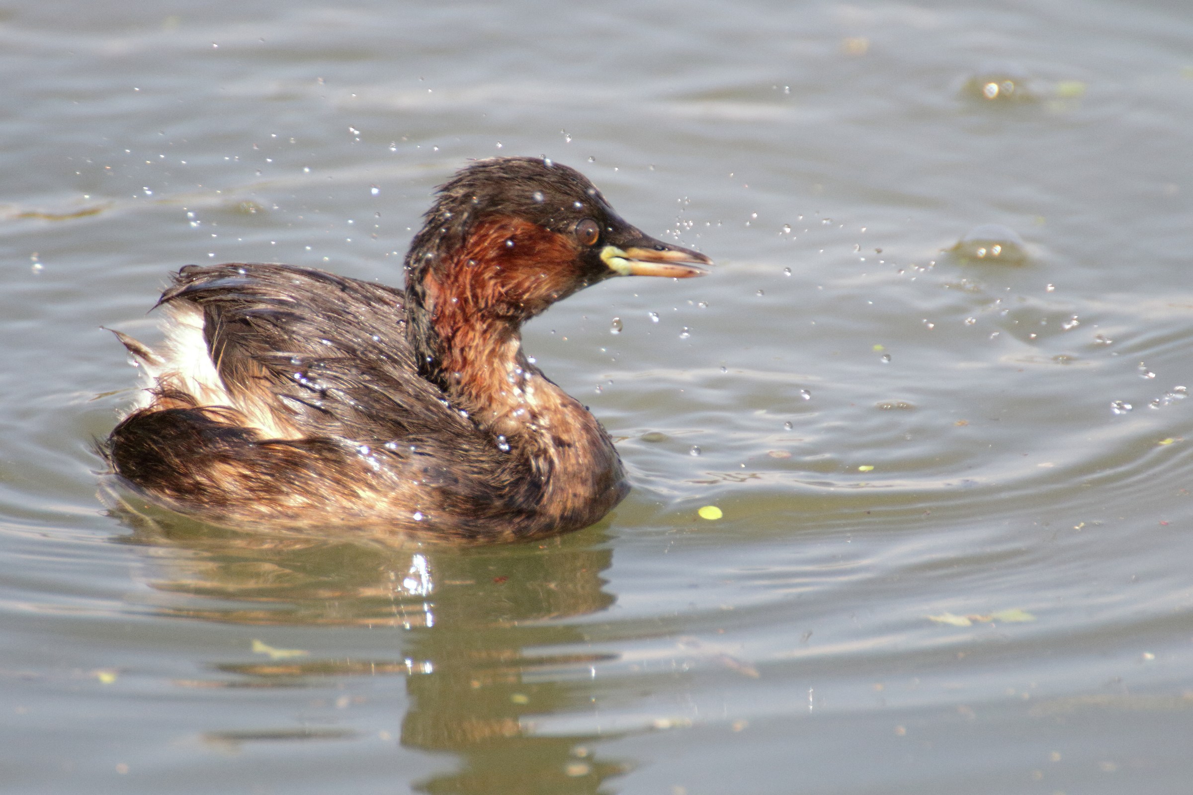 little grebe