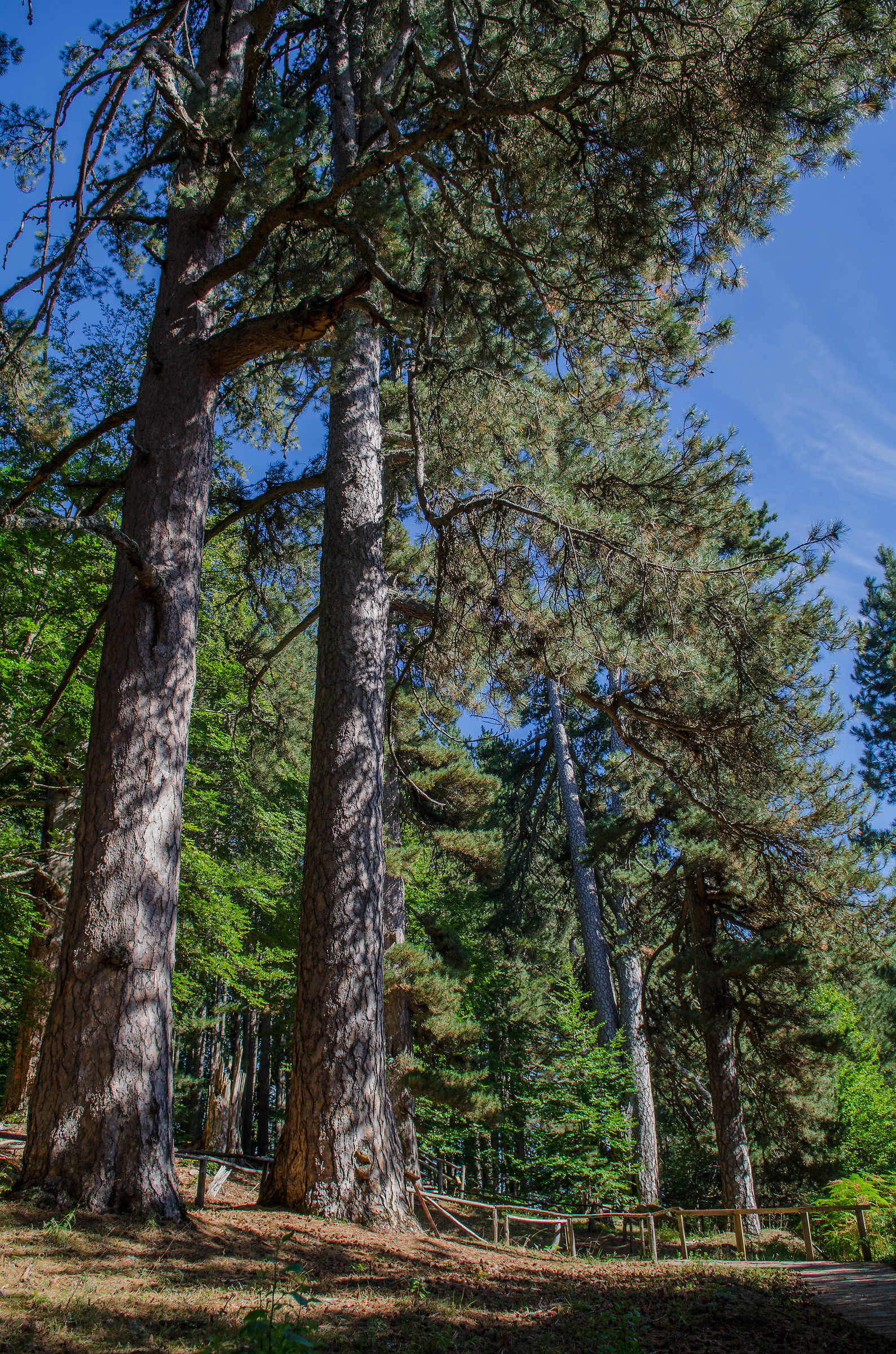 A passeggio fra "i giganti"