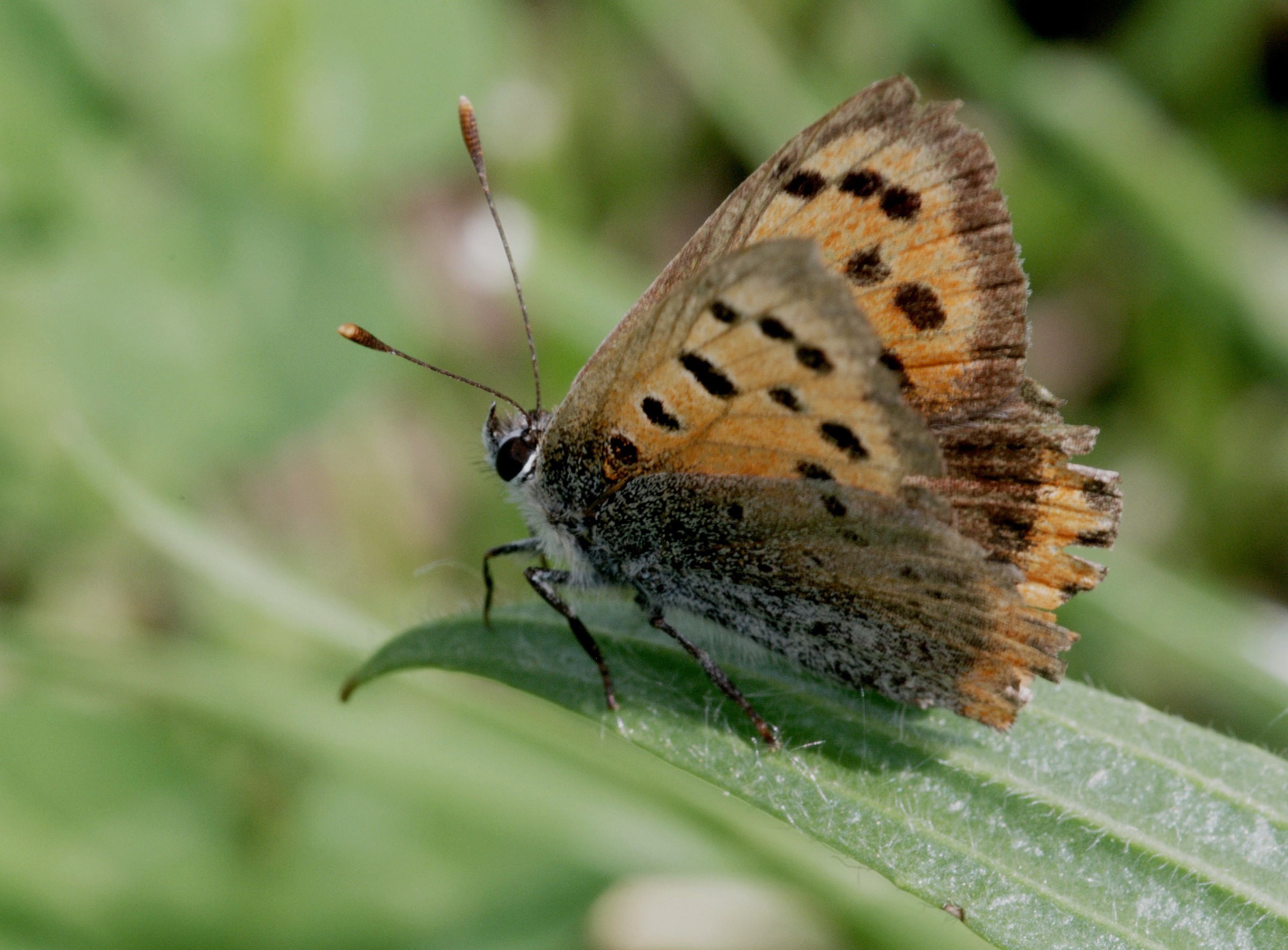 Butterfly in the park of Monza 2