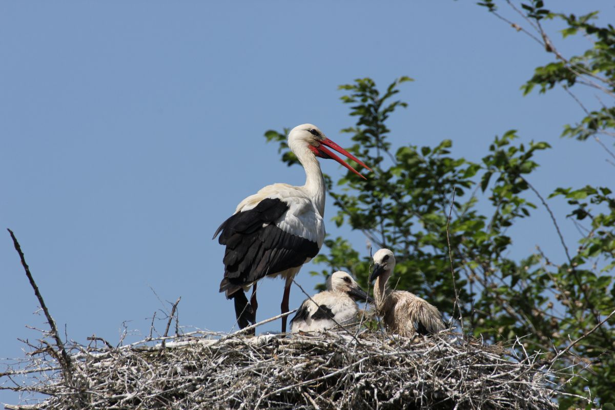 Cicogna con piccoli 2