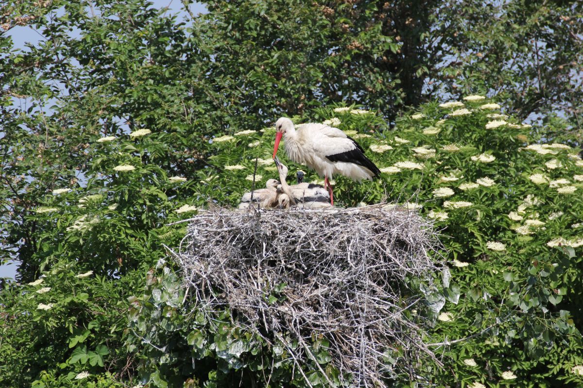 Cicogna con piccoli 3