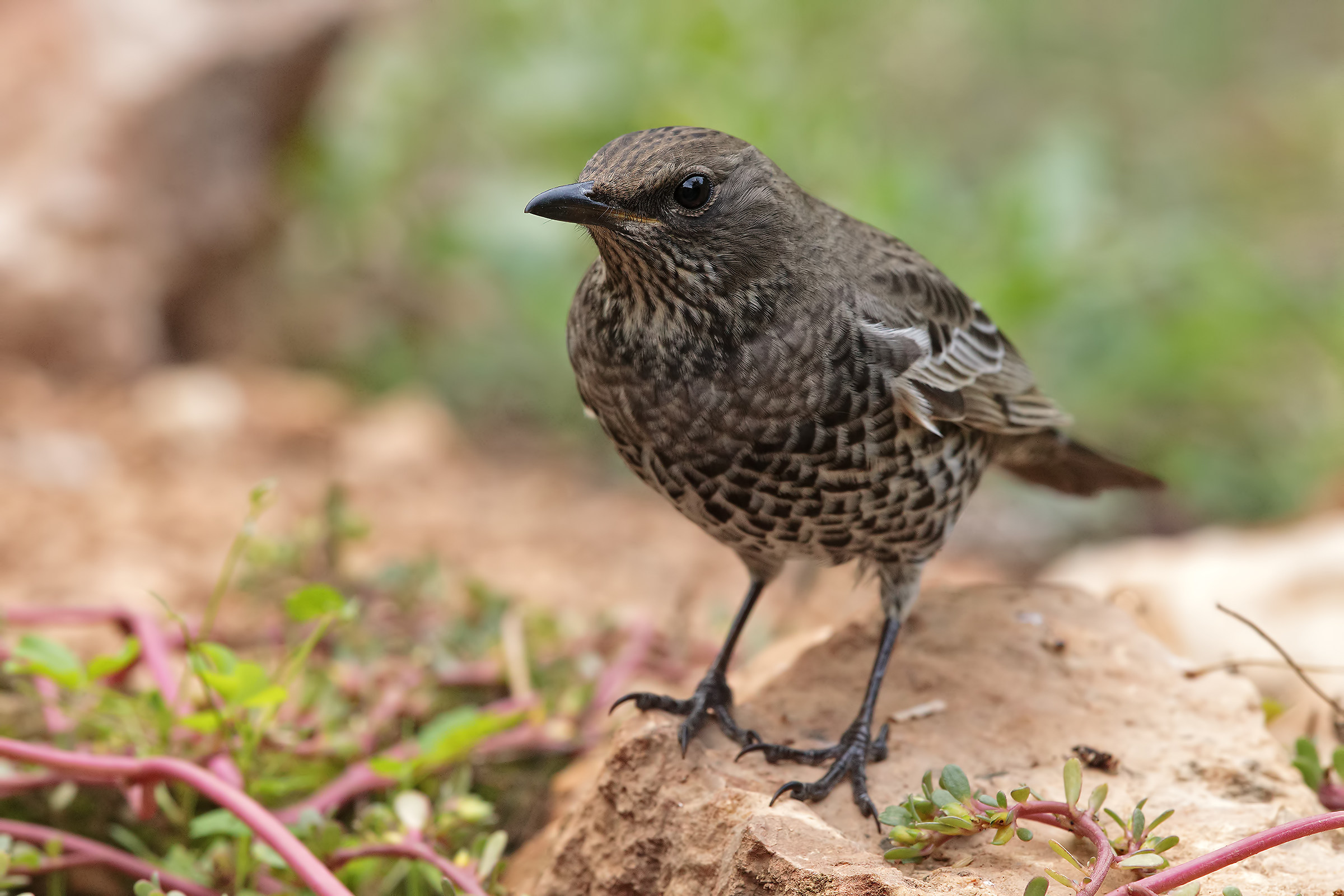 Merlo dal collare (juv. primo inverno)