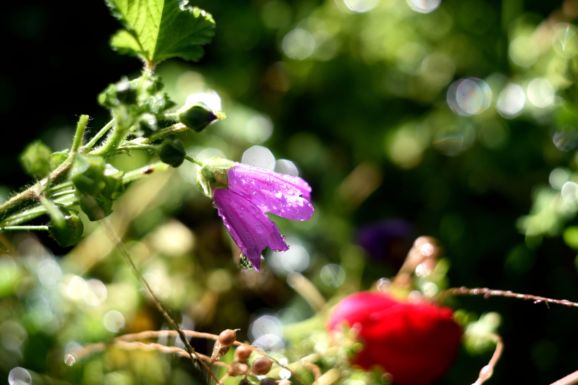 Violet sunrising ...