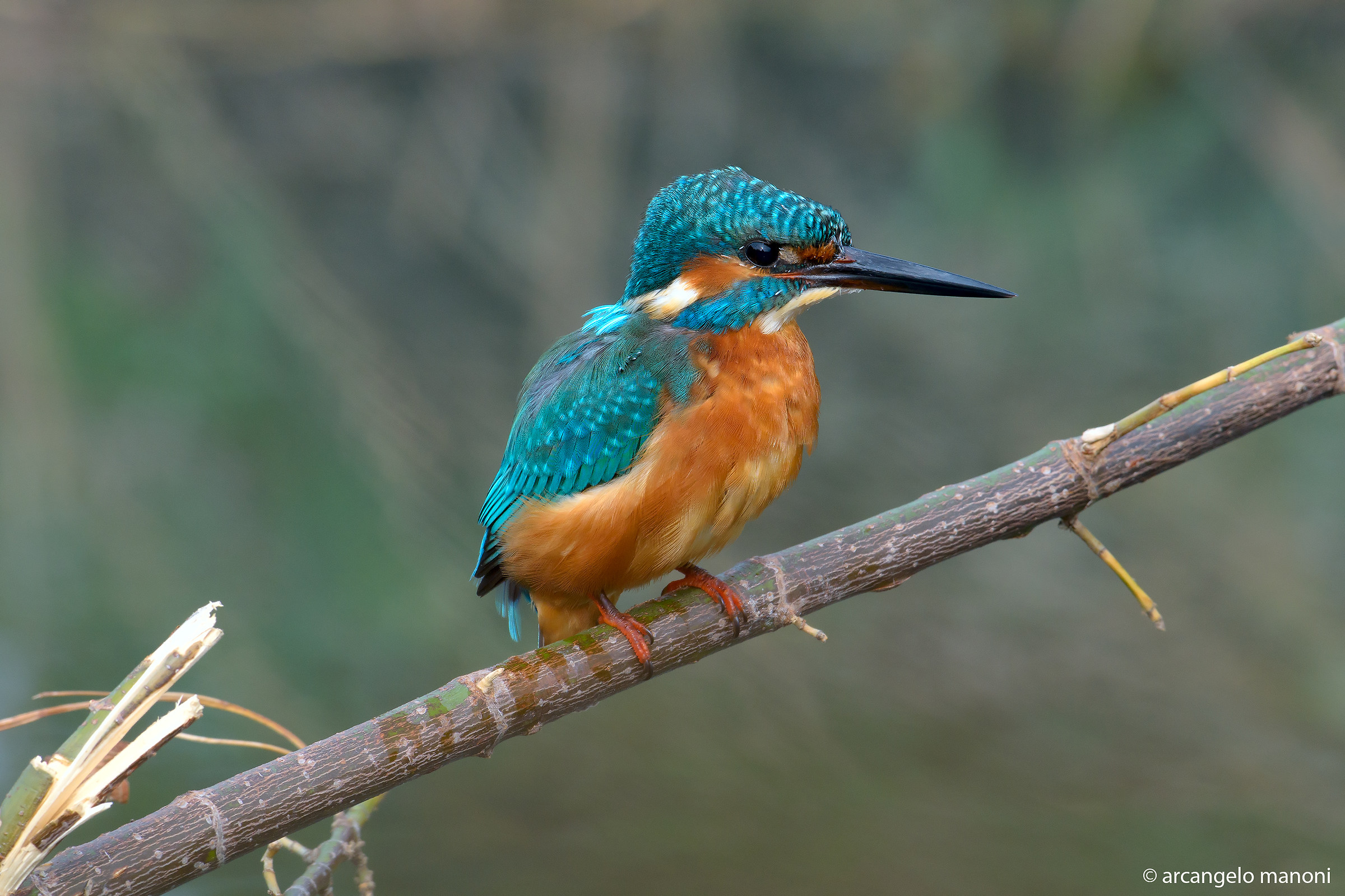 Il primo martino di ottobre 2015