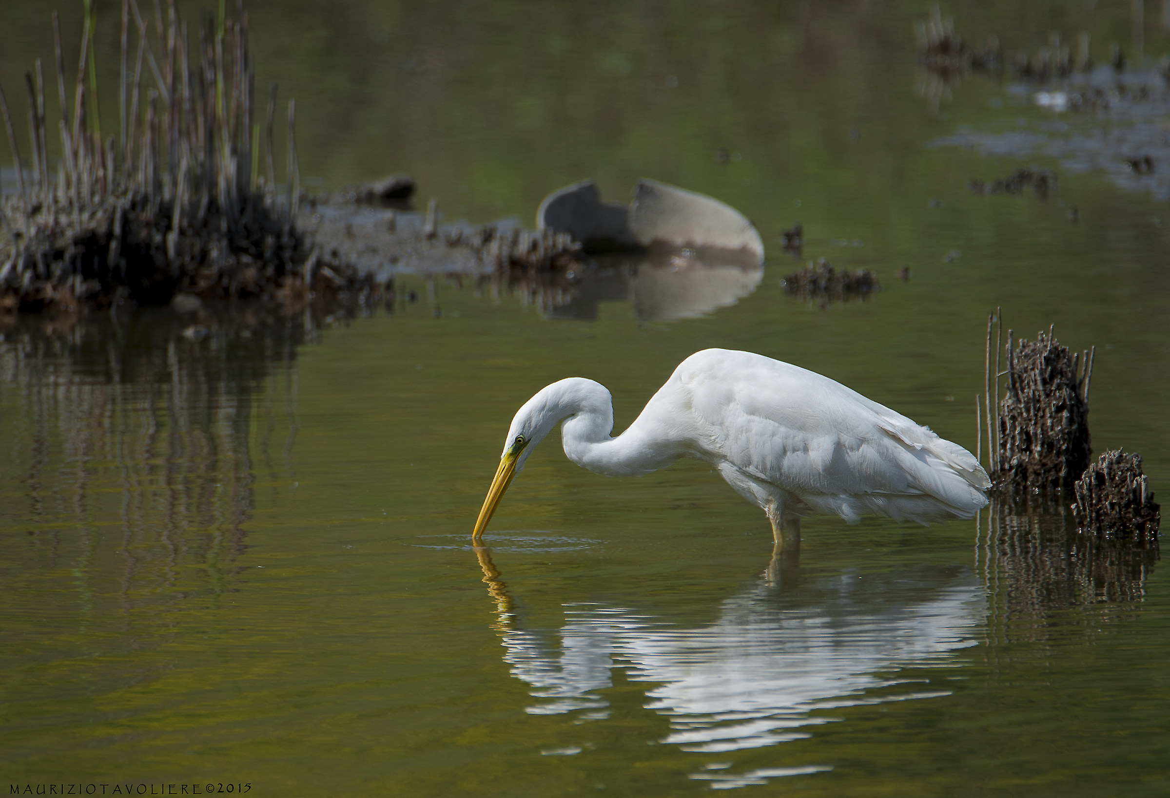 White heron ..