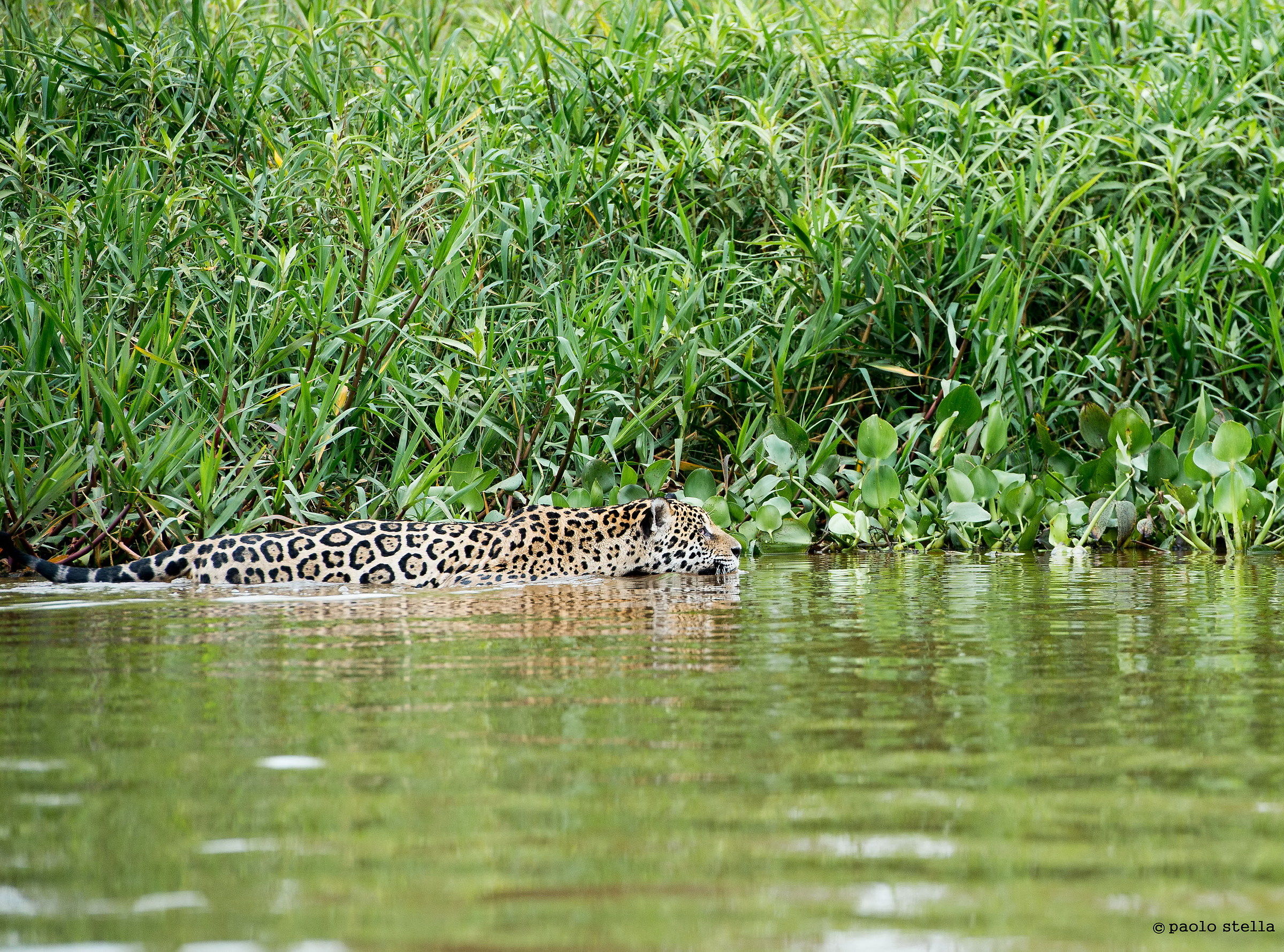 in the water snuffed prey