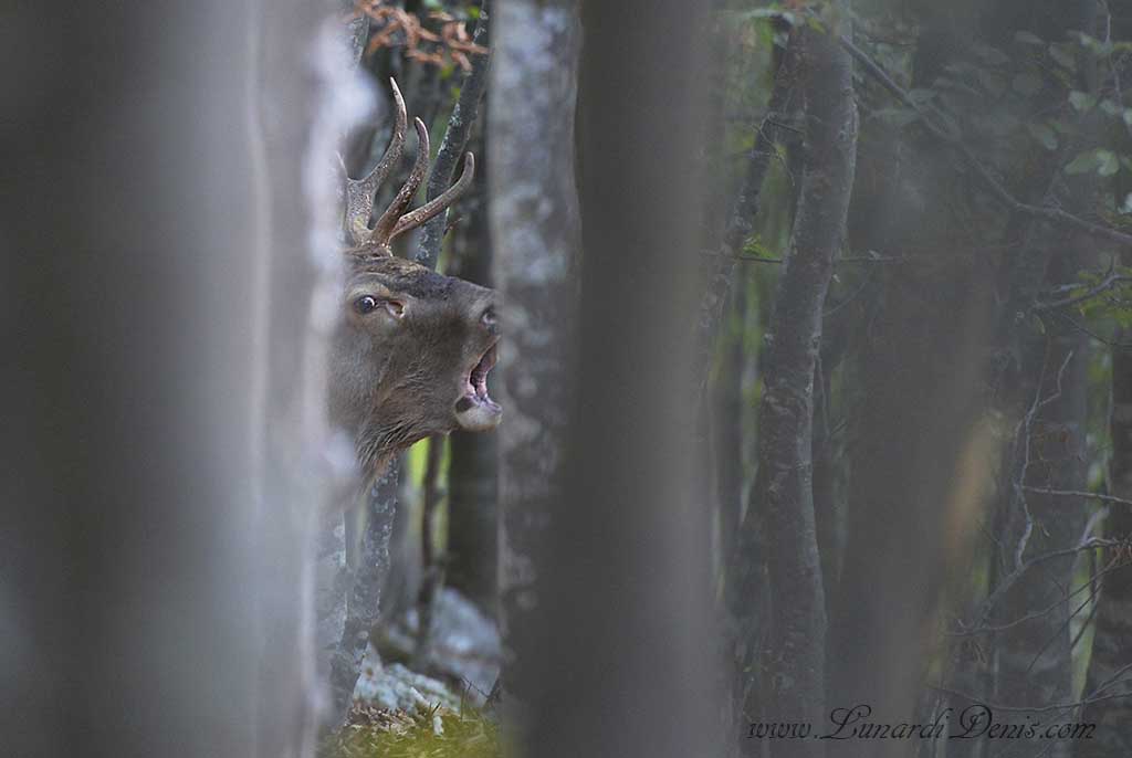 Roar through the trees.