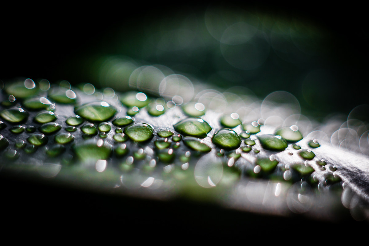 Drops of Life