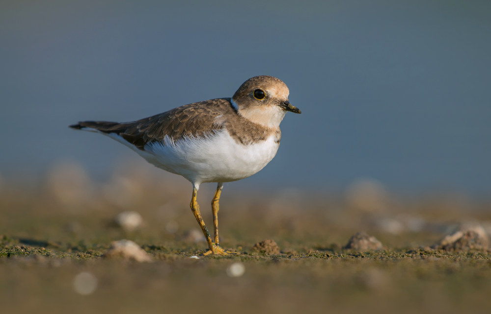 ltitle Corriere grosso