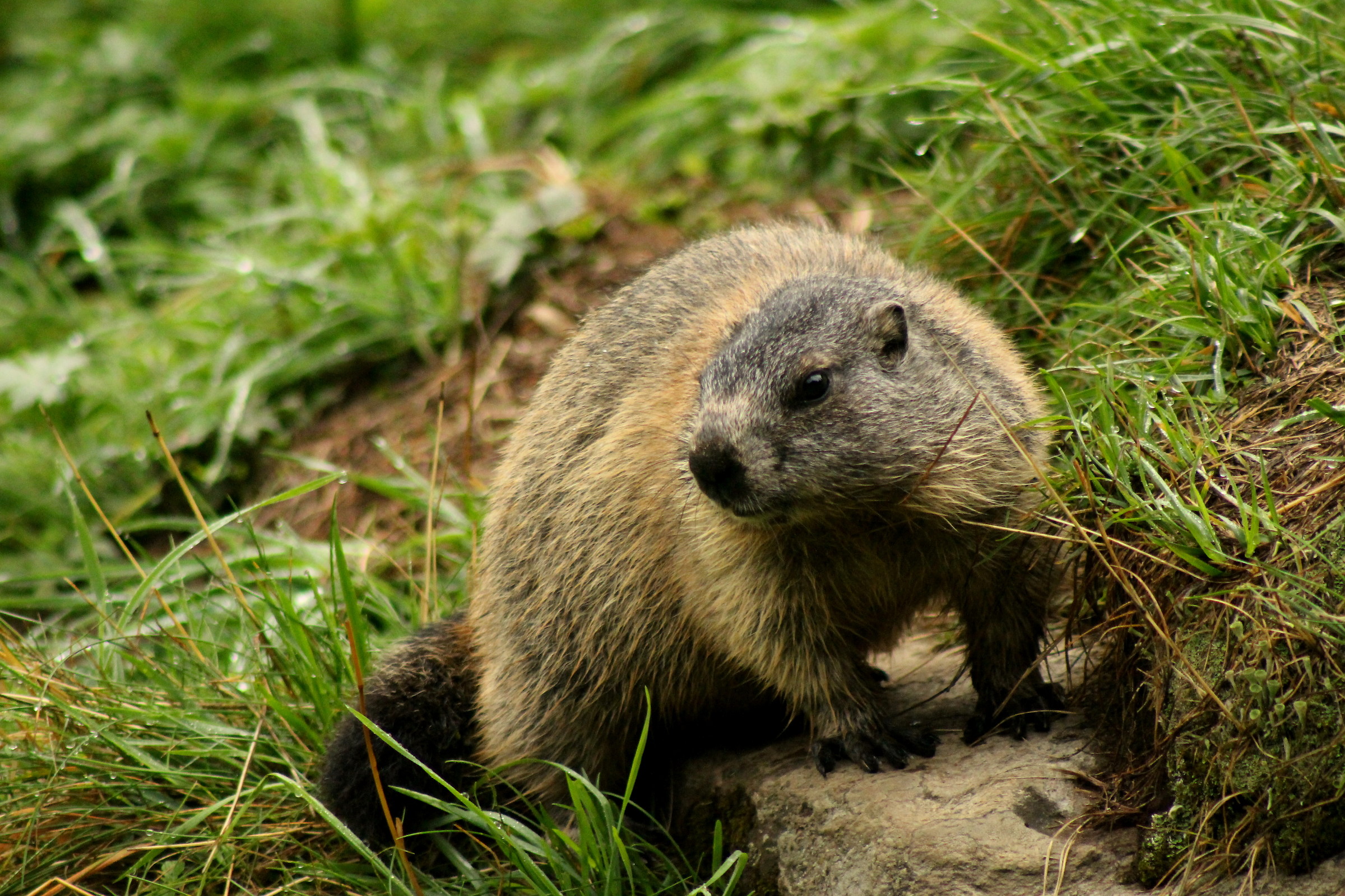 Marmotta