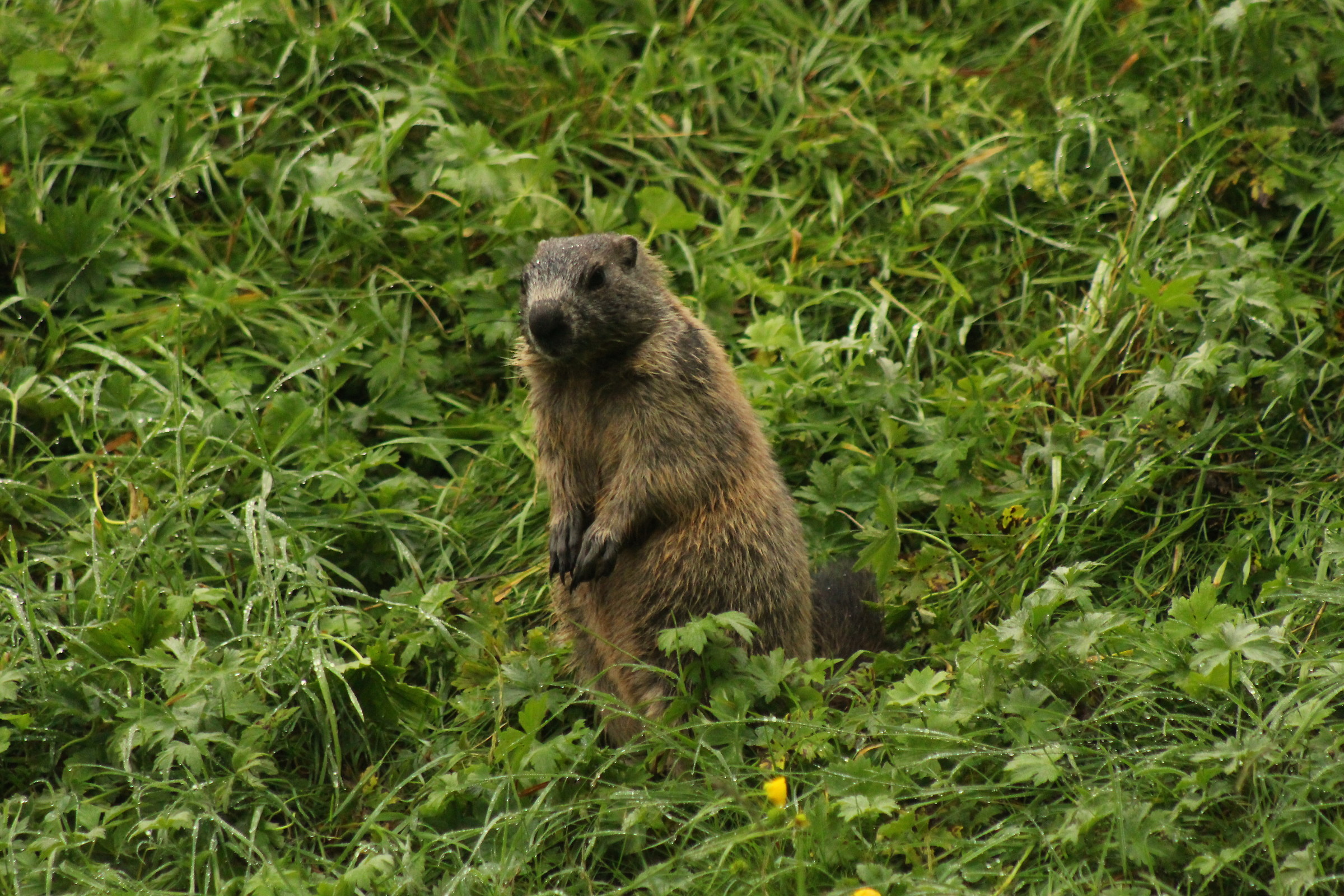 Marmotta alzata
