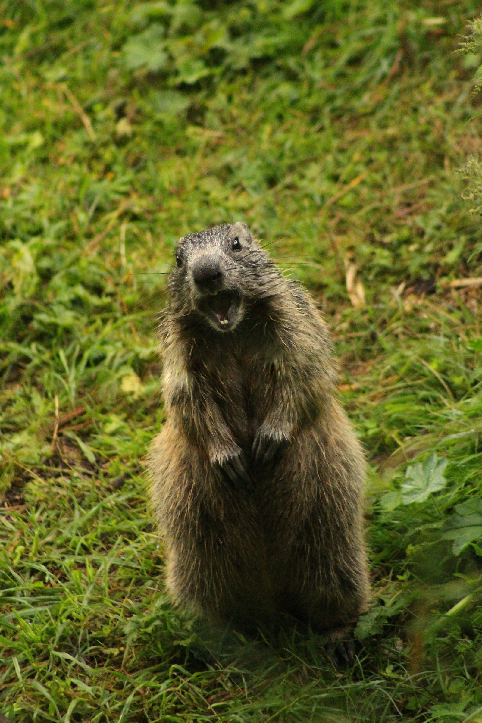Marmotta alzata