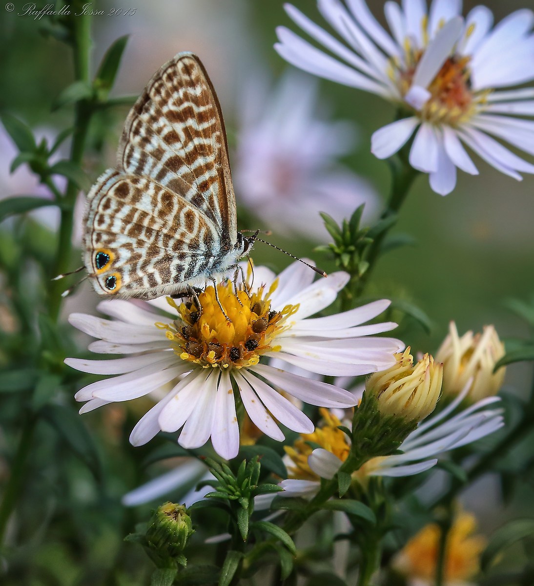 Leptotes pirithous
