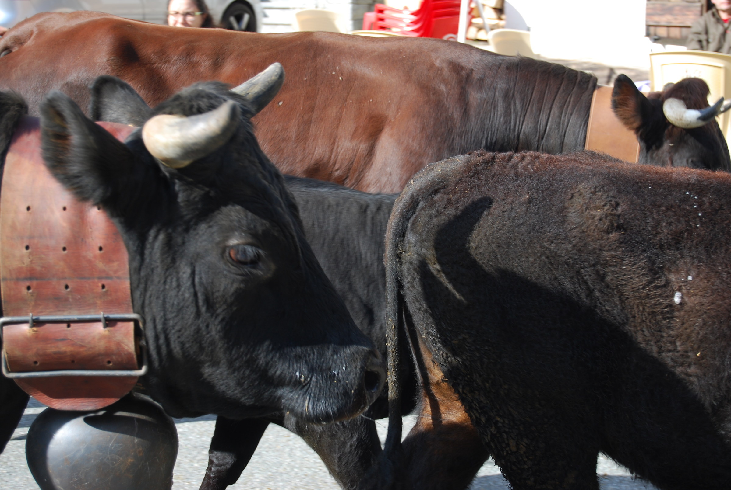 Desarpa di Valgrisenche 2015