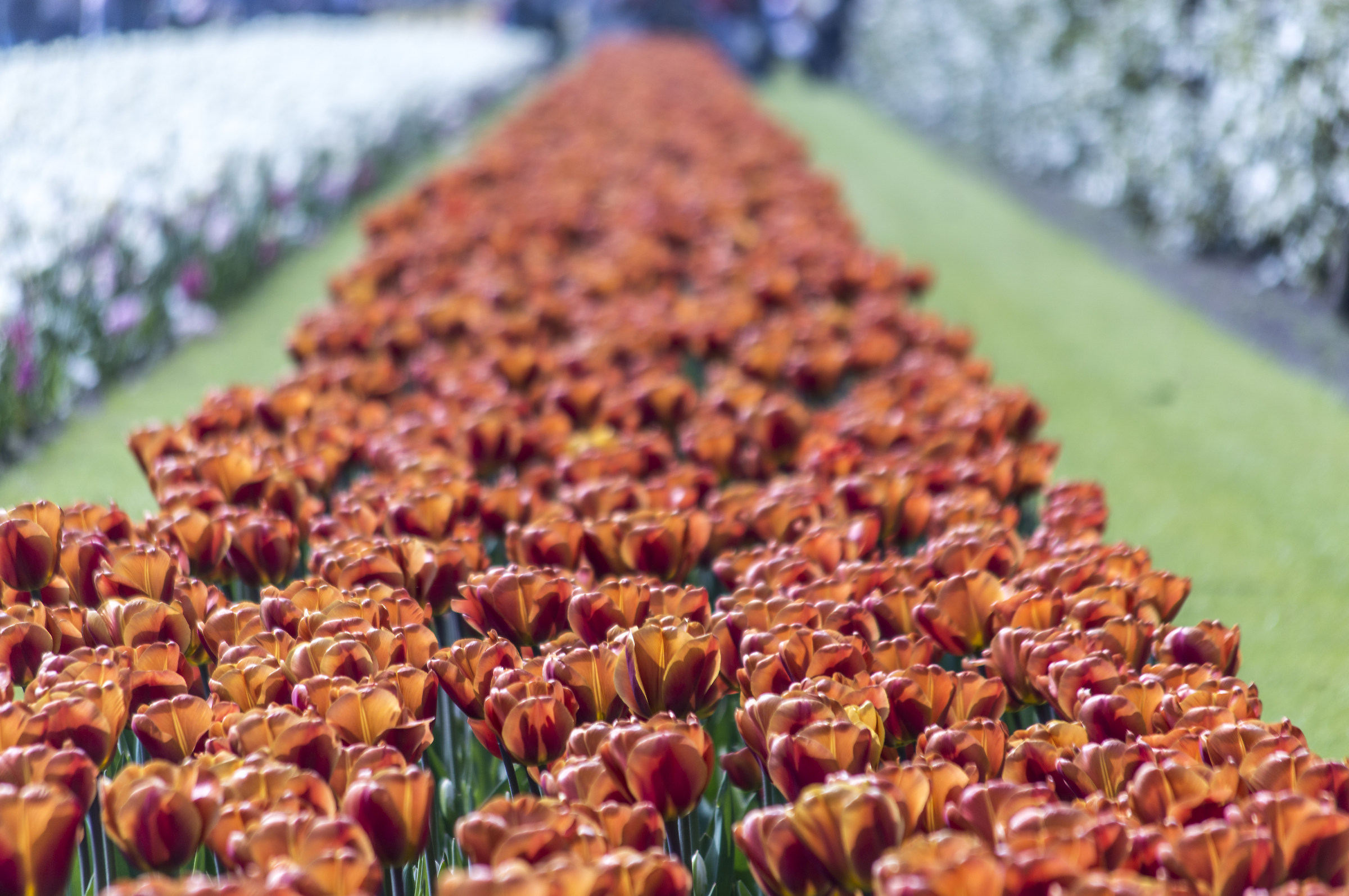 le meraviglie di Keukenhof