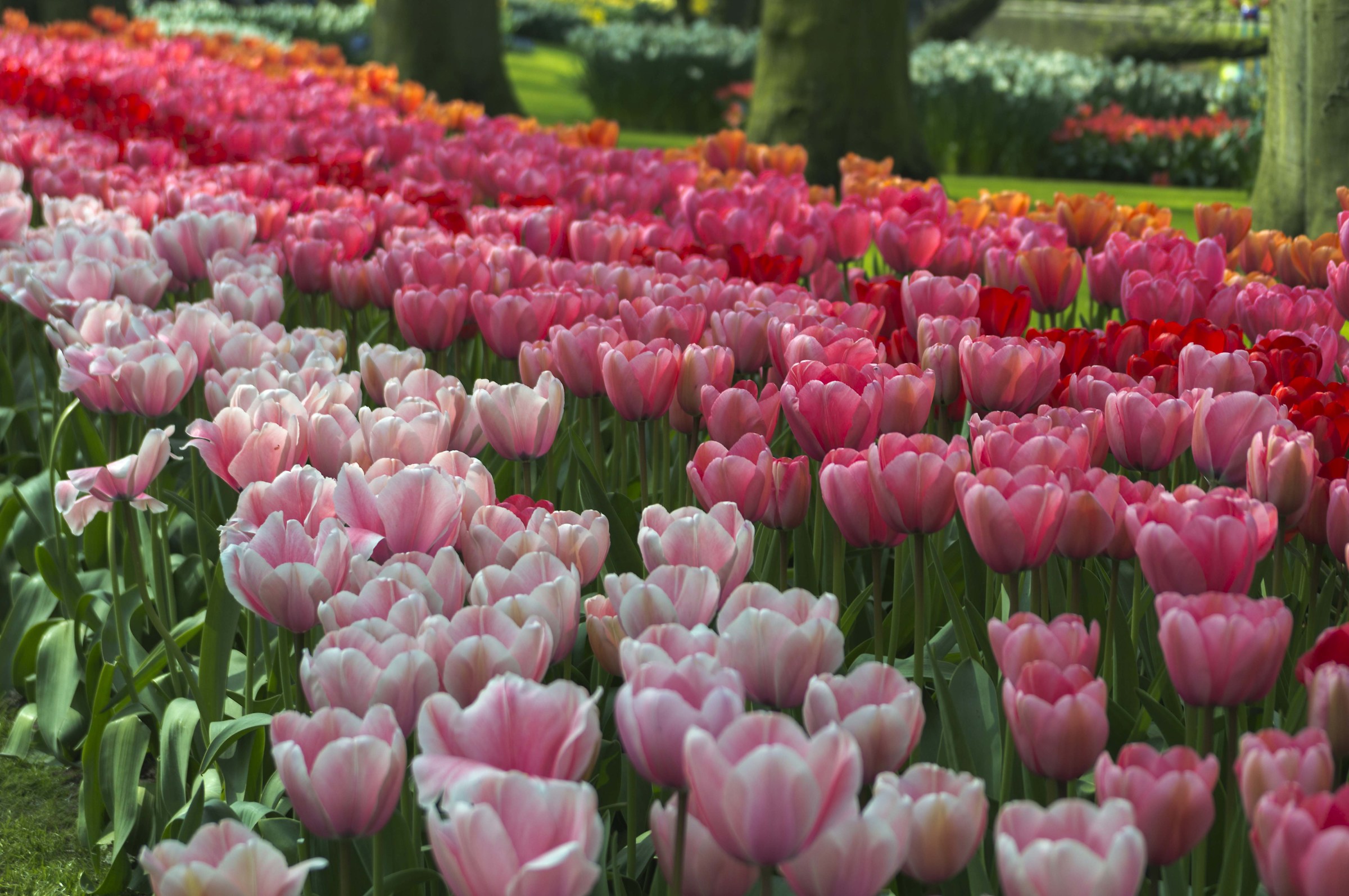 le meraviglie di Keukenhof 2