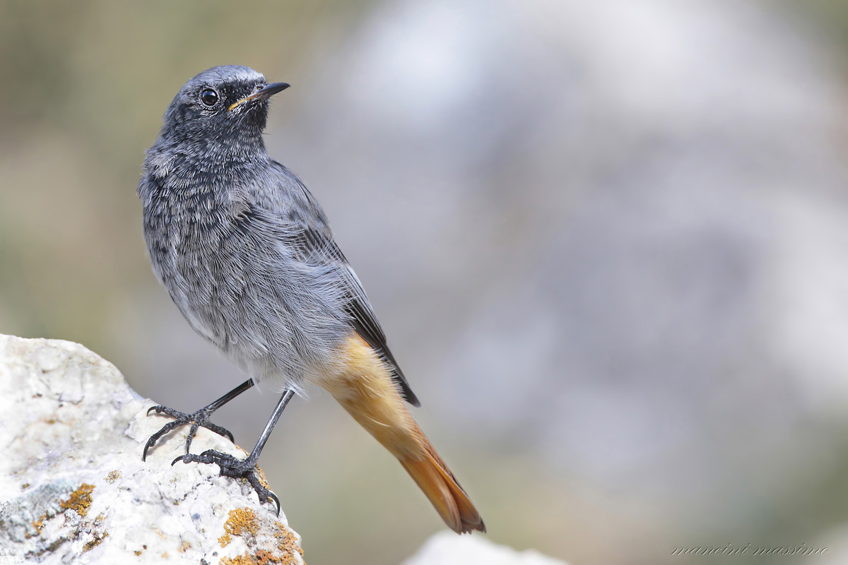 Codirosso spazzacamino M(Phoenicurus ochruros)