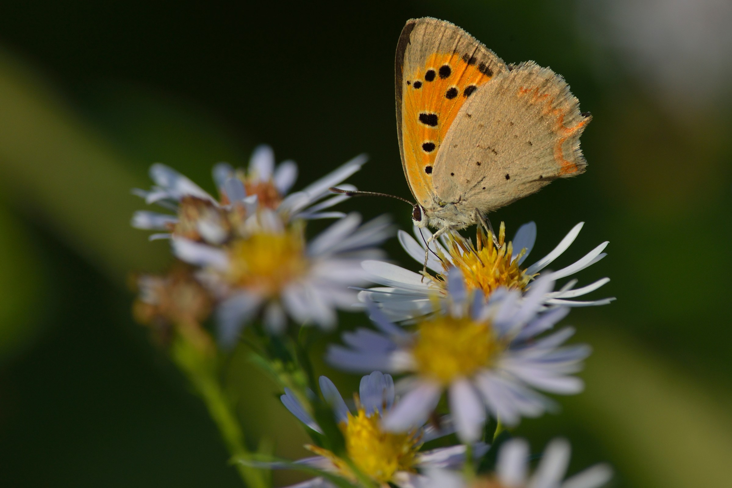 Lycaena