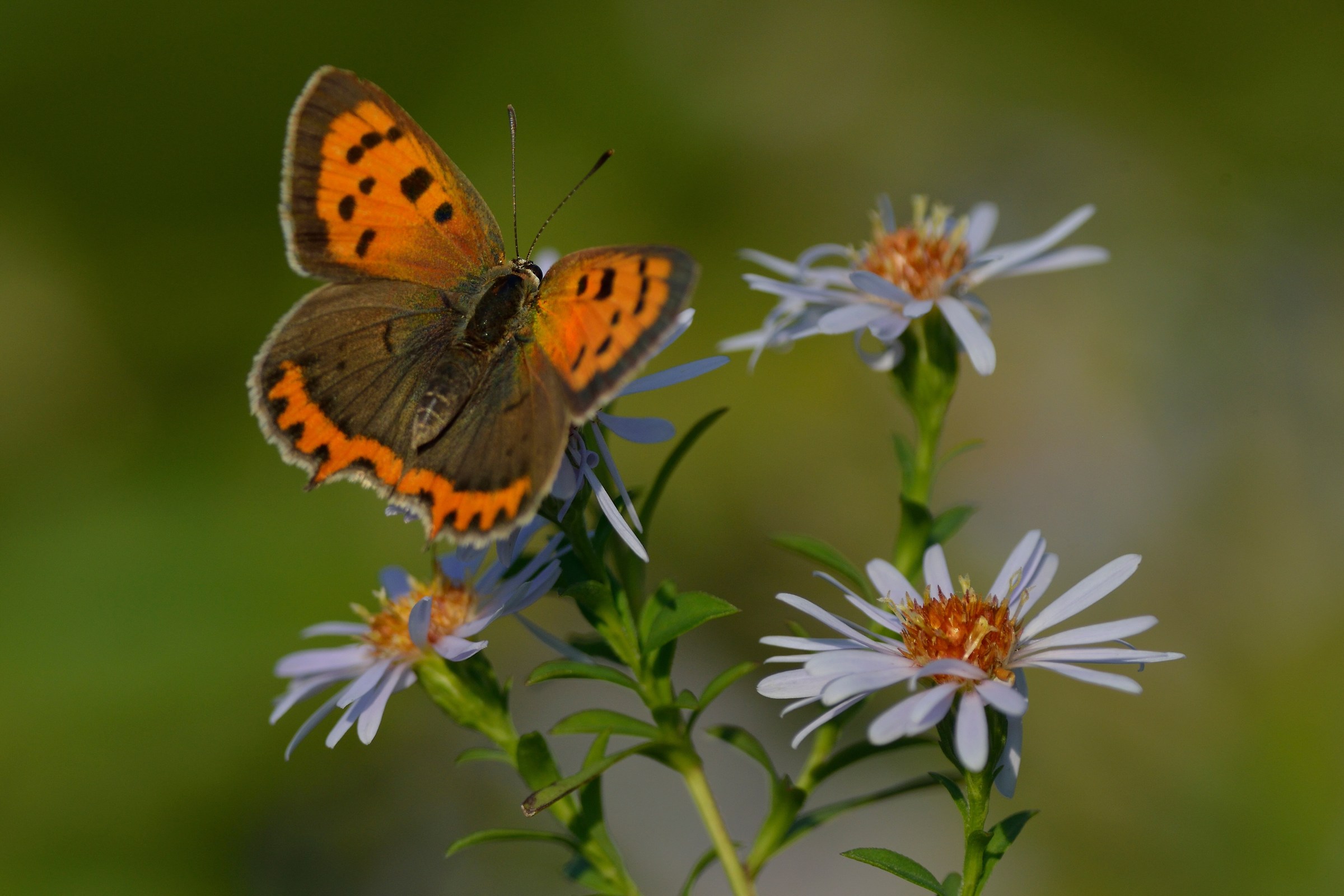 Lycaena